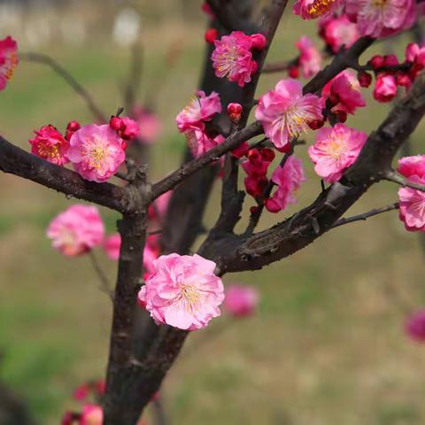 红梅报春，唤醒遗忘的时光