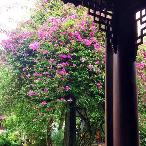 七月，落满藕香