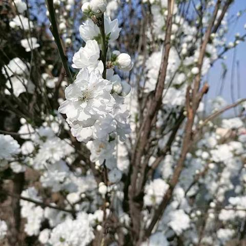 我的植物朋友——南乐县韩张镇实验小学三（3）