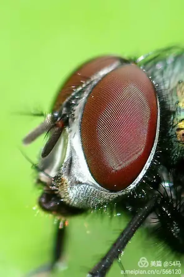 微距昆虫--蝇子（请从摄影角度看）