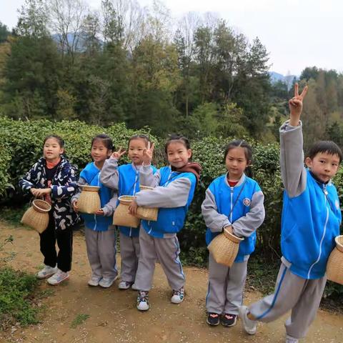 印象汉中 悠悠茶香——汉师附小一（3）班春日寻茶活动