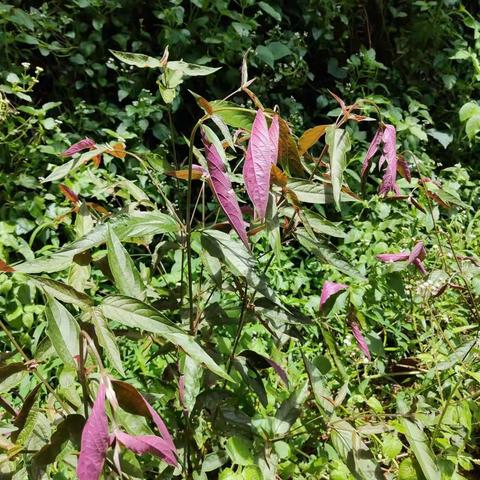 2022.8.17 下村入户采样