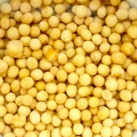 观察黄豆发芽过程