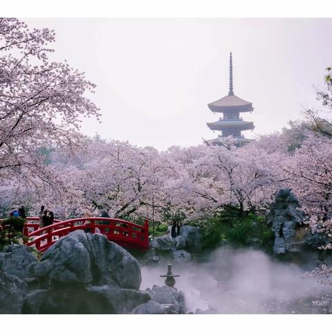 2023年武汉巜春光美》之二