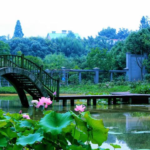 綠盖半篙新雨，红香一点清风。天赋本根如玉，濂溪以道同心。～宋：宋伯仁