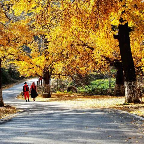 2021.11湖北银杏之乡