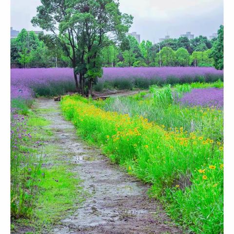 武汉光谷政务中心花海～出镜模特武汉纺织大学学生～摄影指导老师；潘金元