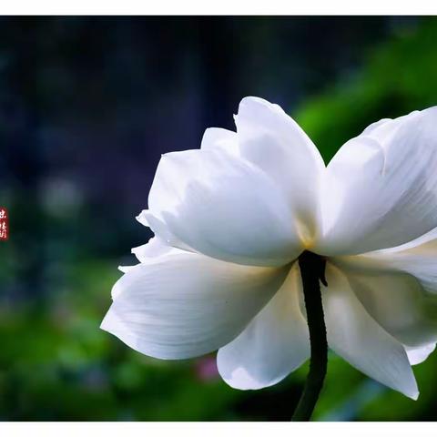 映日荷花别样红