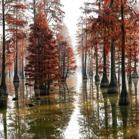 武汉新洲涨渡湖湿地公园