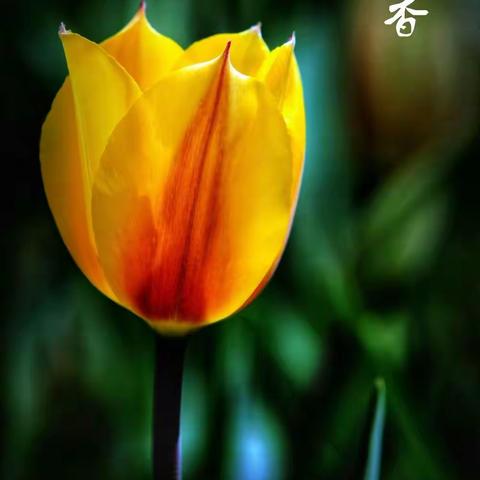 春洒人间，四月天。大地复苏，百花艳。