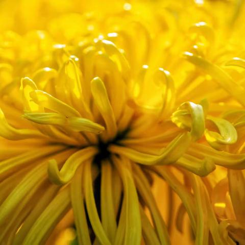 十月金秋菊花黄2022年39届武汉菊花展