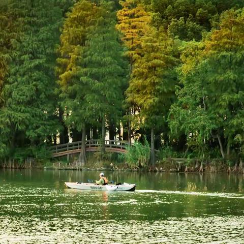 层林尽染，一叶知秋