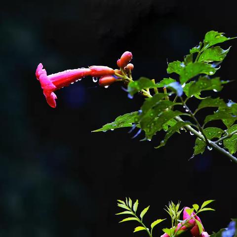 披雲似有凌霄志，向日宁无捧曰心。宋.贾昌朝