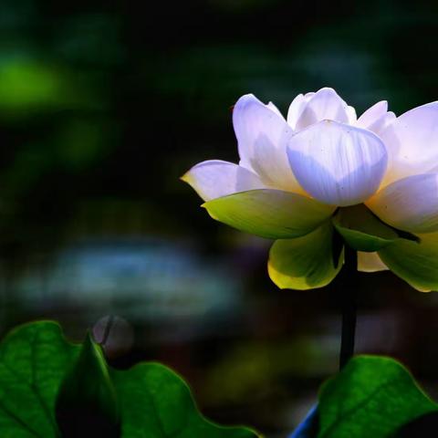 2021.6.15日武汉沙湖公园～夏日荷花