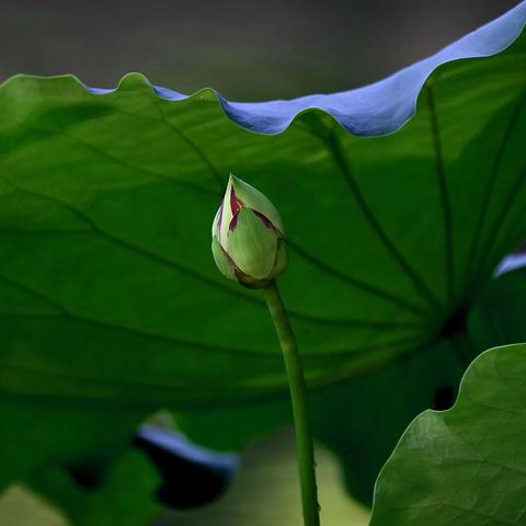 美丽的荷花