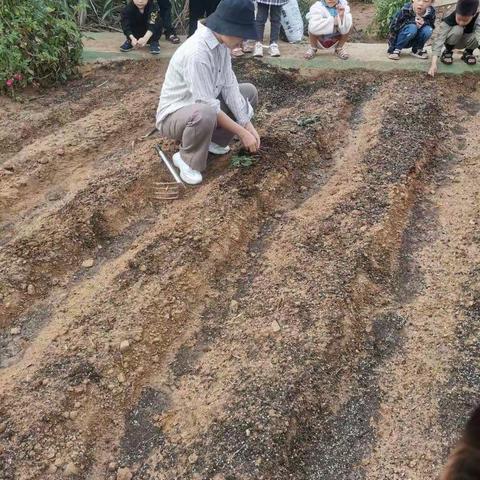 大三班种植活动——我和地瓜之约