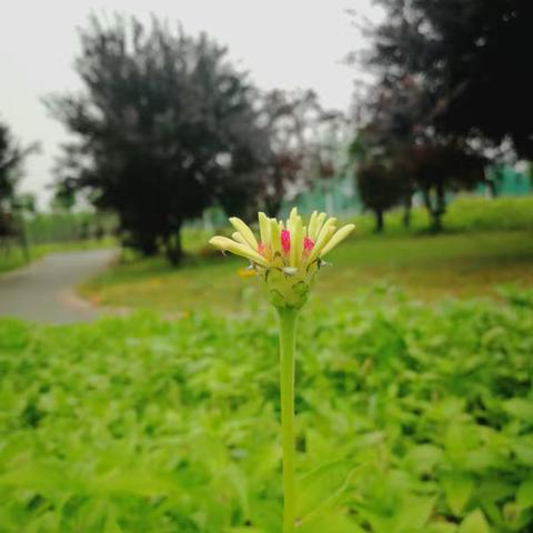 花开了，我来了