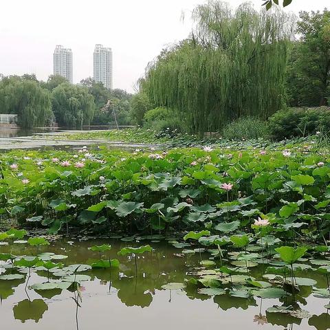 快乐的暑假—锡林浩特市实验第二小学二年五班吕欣怡