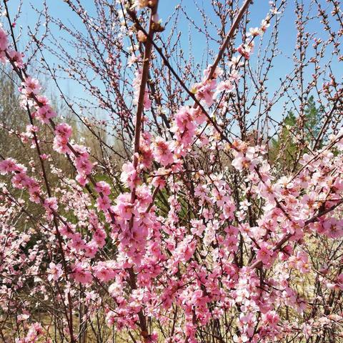 寻找春天的足迹—锡林浩特市第二实验小学二年五班吕欣怡