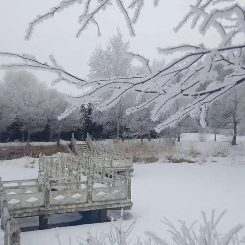 春天里的雪