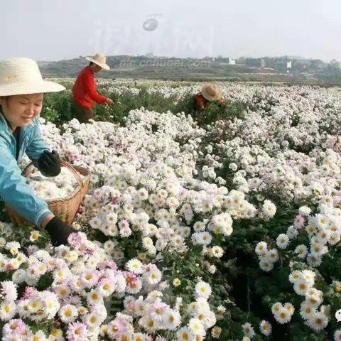 关于麻城百里菊花画廊建设F+EPC+O模式投资方案（初步）