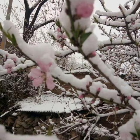 杏花春雪