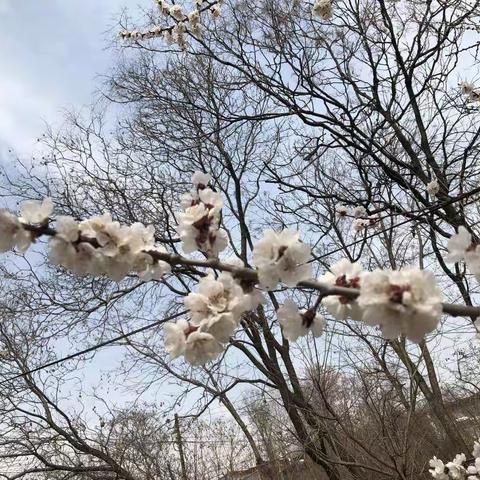 杏花如解意，飘香寄英魂！       ——花盆小学清明节活动纪实！