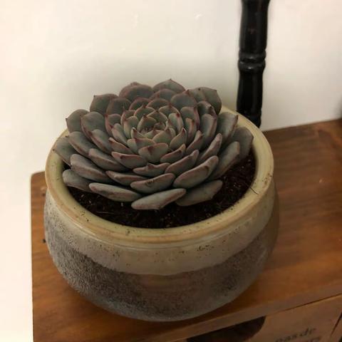 2018我的多肉