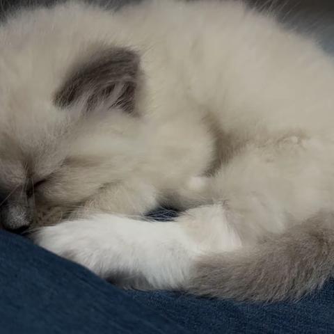 布偶猫“咪咪”成长记