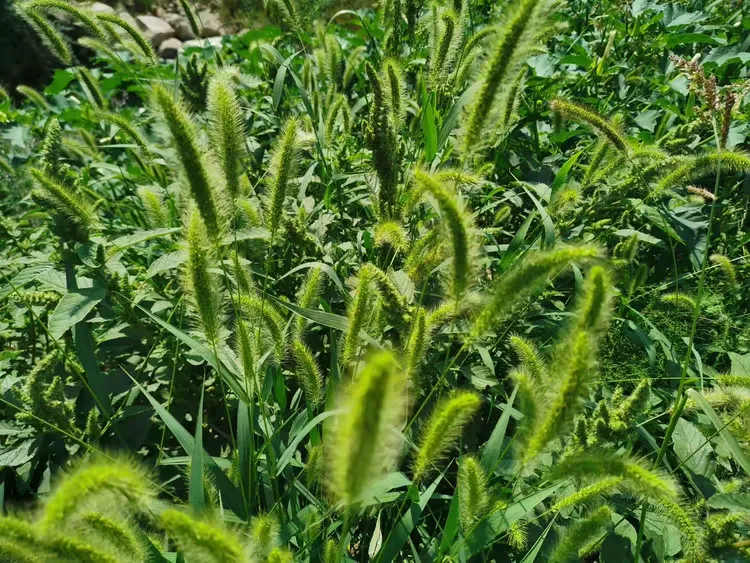 田野风(三十三)