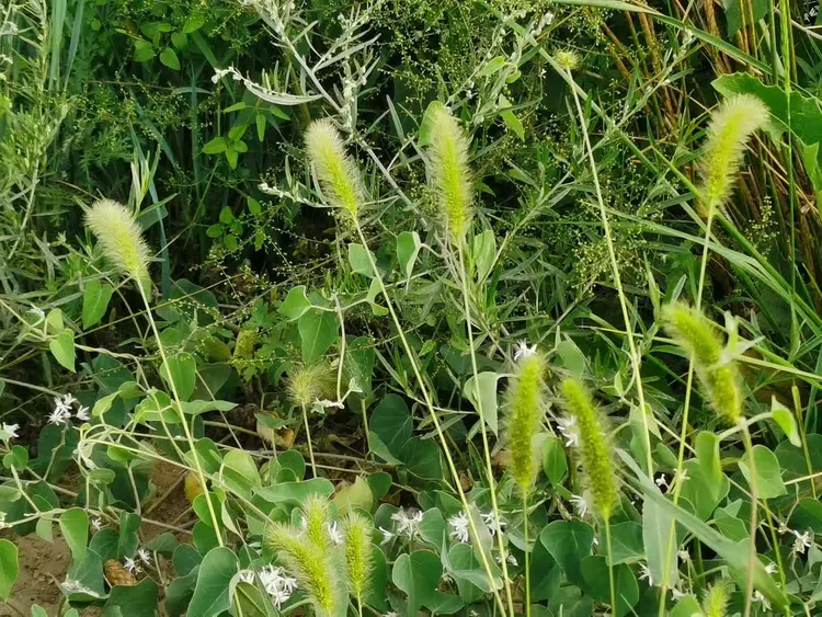 田野风(三十三)