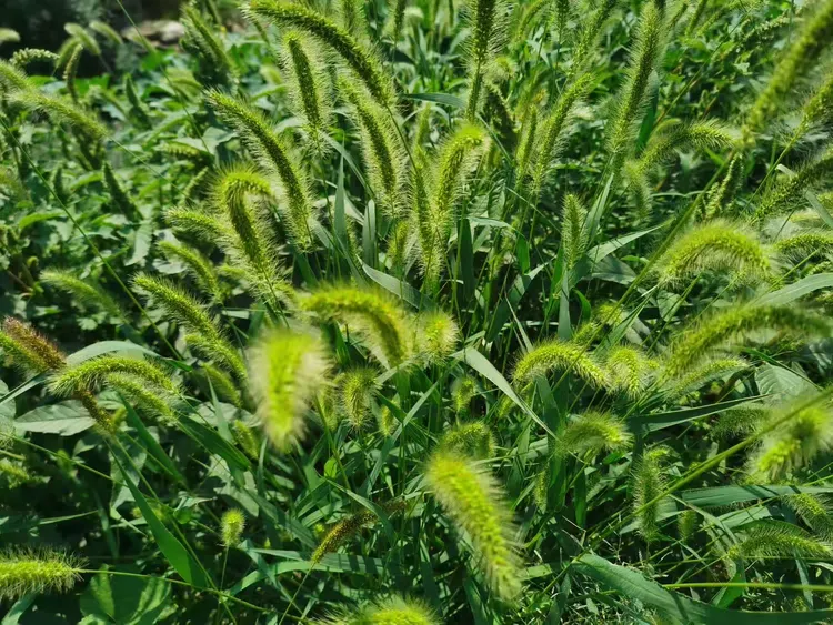 田野风(三十三)