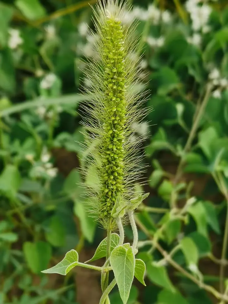 田野风(三十三)