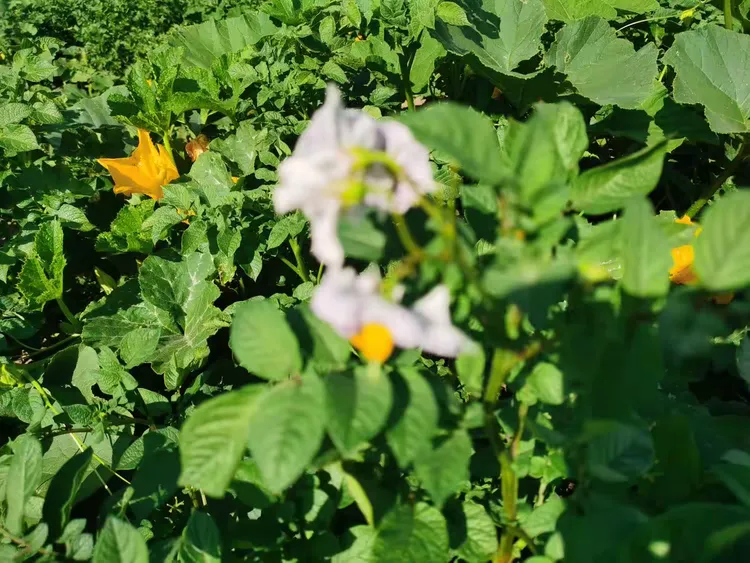 田野风(二十六)