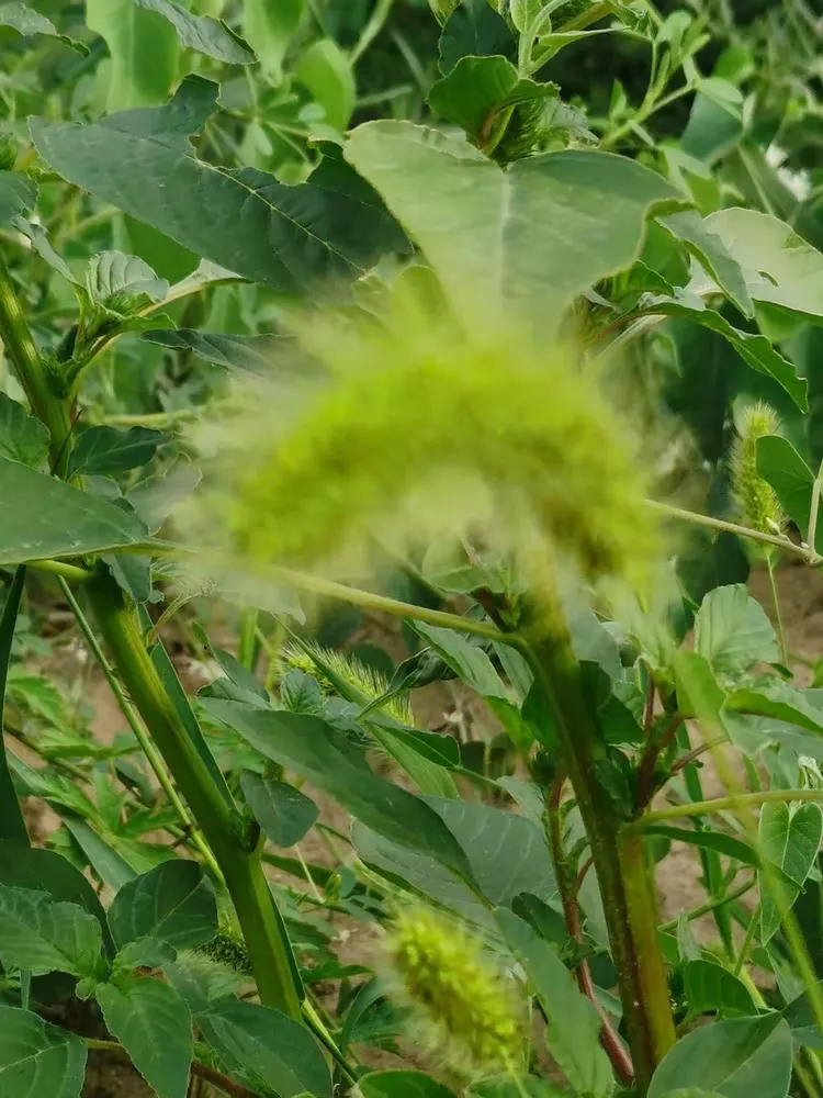 田野风(三十三)