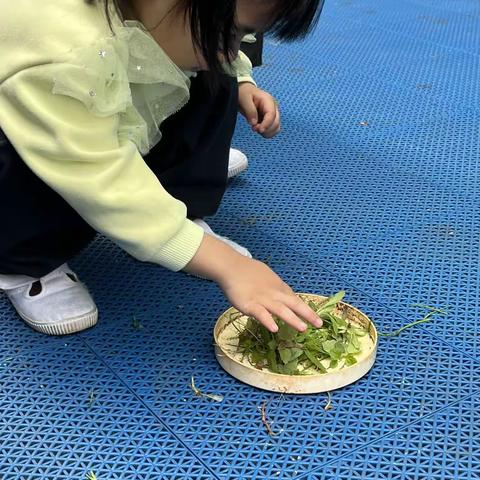 小二班三月份种植故事美篇  您好，空心菜