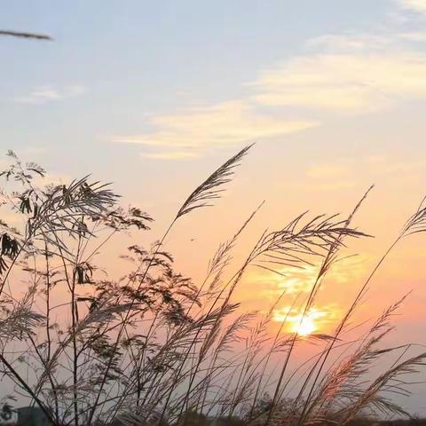 028-培隆角的芦苇和白鹭