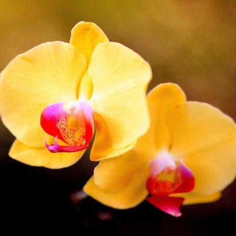 029-溪南资福寺桃花.李花.梨花