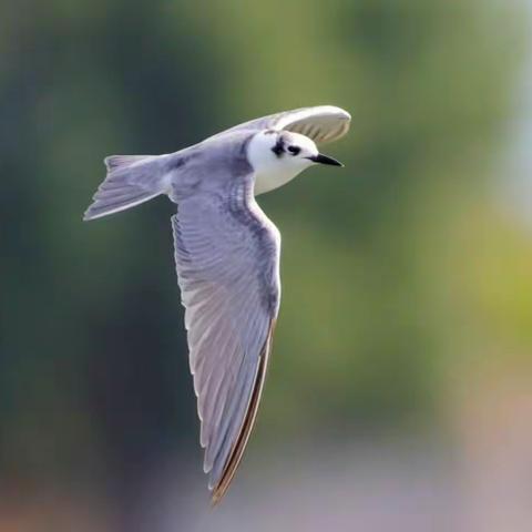 潮汕野生鸟类（52种）