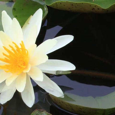 020-莲花山拍睡莲半日游