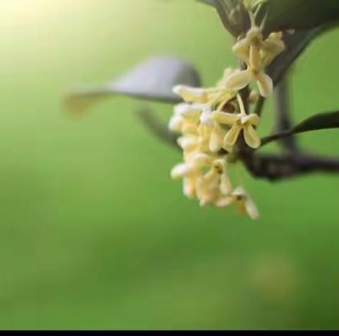 一树桂花开