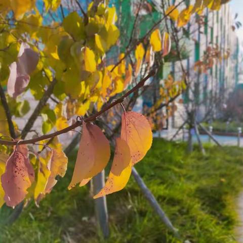 沙场秋点兵，笃行以致远——祝沟小二部在锦州市“双星杯”大赛取得佳绩