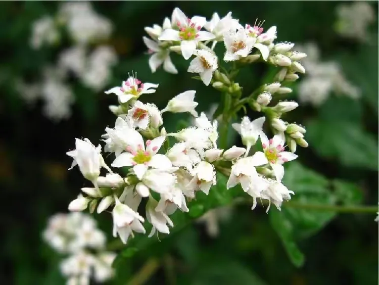 赞比亚国花:三角花