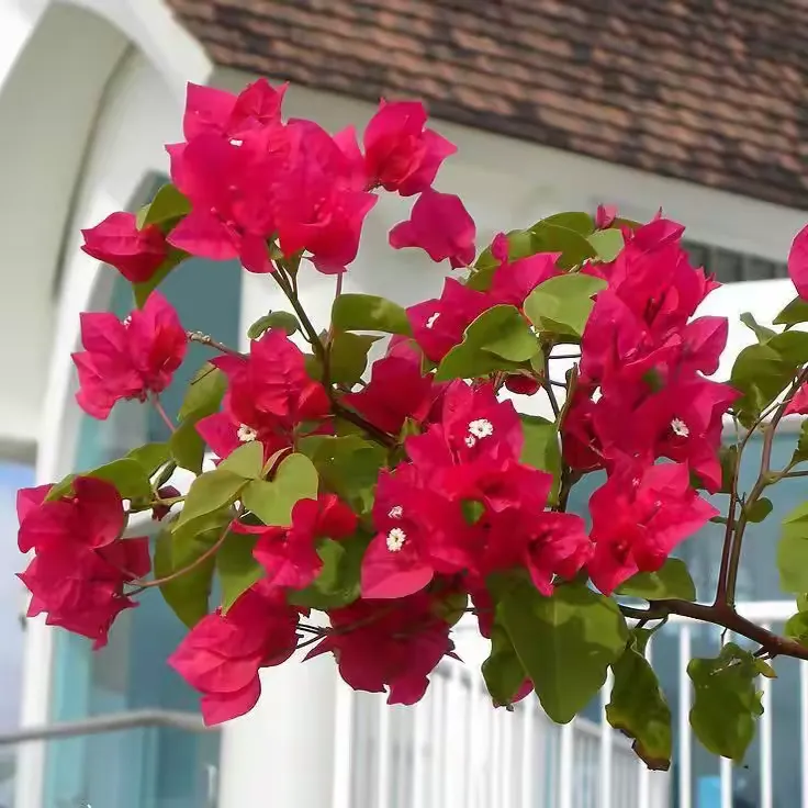 赞比亚国花:三角花