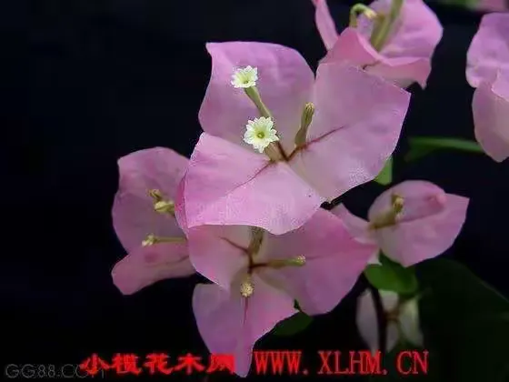 赞比亚国花:三角花