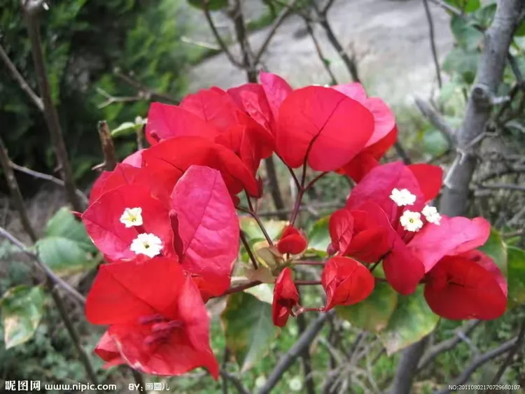 赞比亚国花:三角花