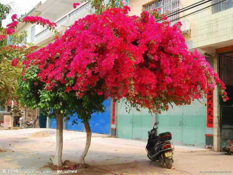 赞比亚国花:三角花