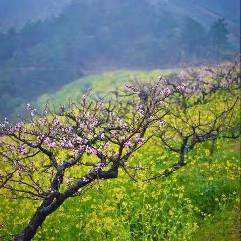 百花齐放争春色，百鸟争鸣传碧霄