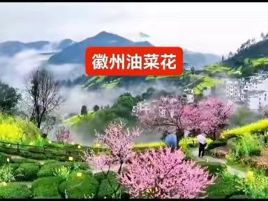 【乐行自组】3月15、19号徽州油菜花 | 石潭+新安江+祖源+木梨硔尊享7人小团豪华商务车3日游！