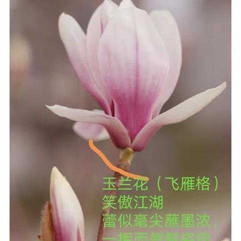 图配诗：七绝•玉兰花